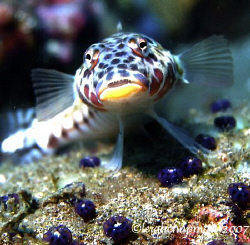 Mug Shot. Dumaguete, Philippines. Goby. Can't give positi... by Leigh Chapman 